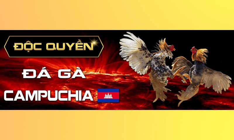 Các  kinh nghiệm hữu ích khi chơi game đá gà Tk88